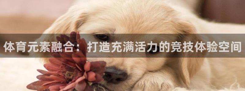 体育元素融合：打造充满活力的竞技体验空间