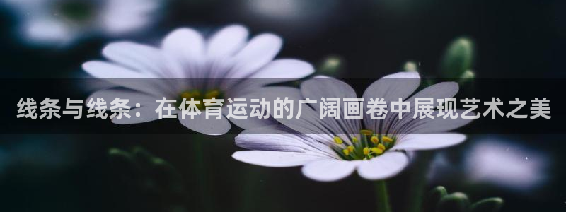 线条与线条：在体育运动的广阔画卷中展现艺术之美